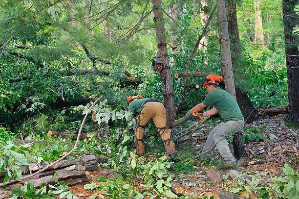 Trusted Moore Haven, FL Tree Service Experts